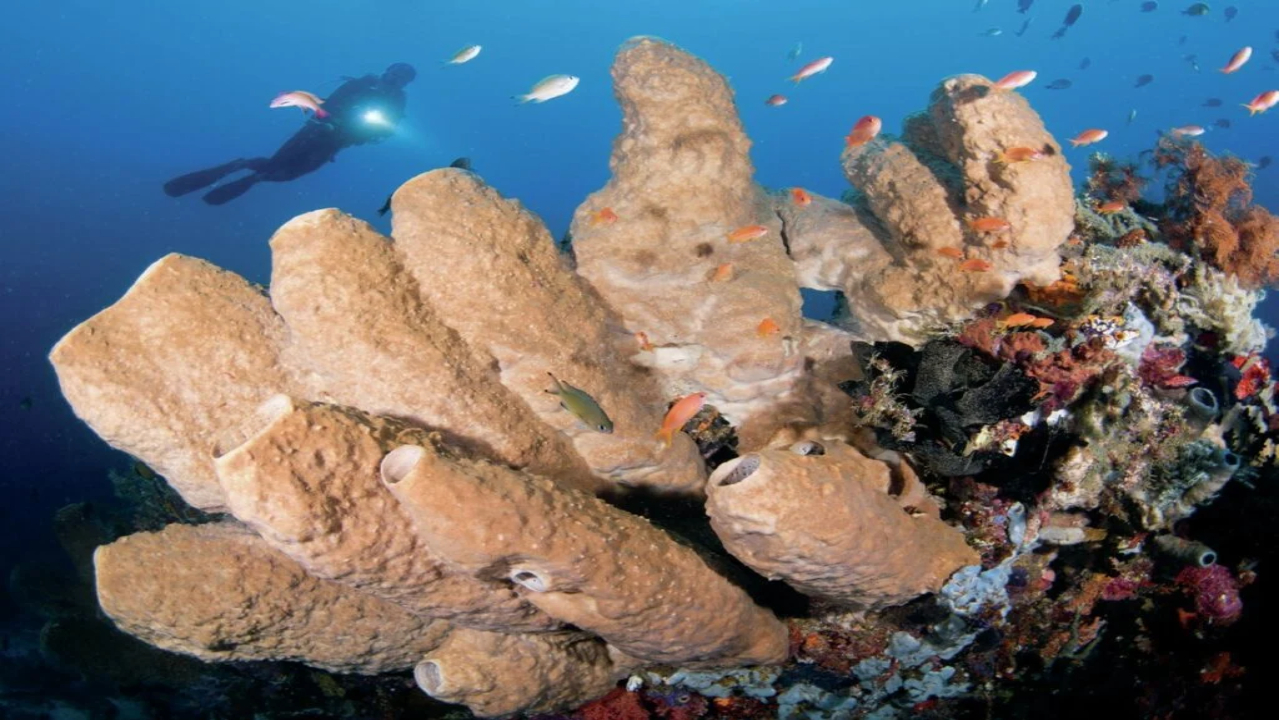 The Undeniable Star Diving and Snorkeling Around Bangka
