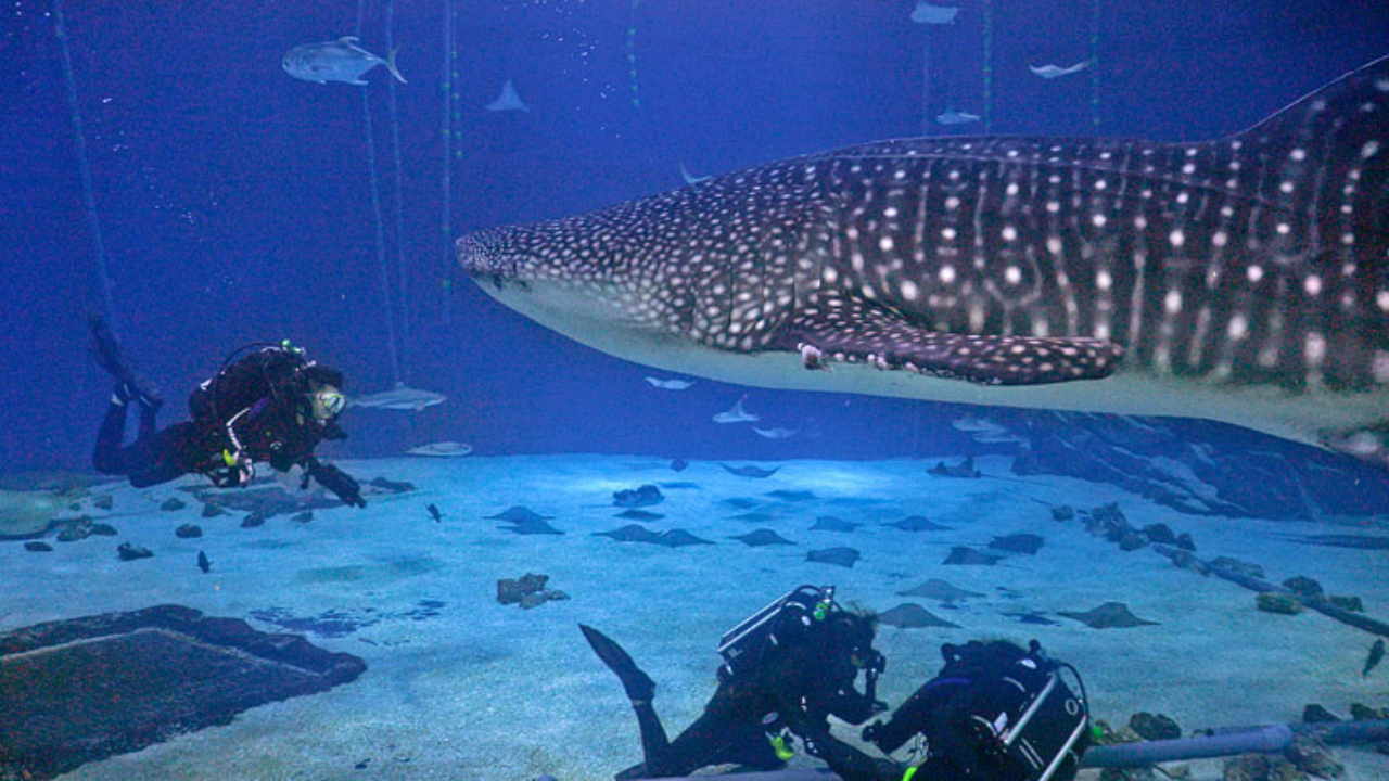 The Unseen World Below Snorkeling with Gentle Giants