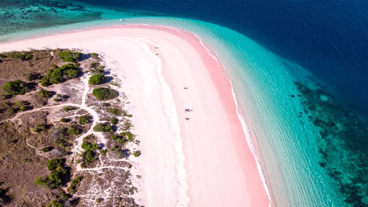Komodo Pink Beaches A Complete Travel Guide