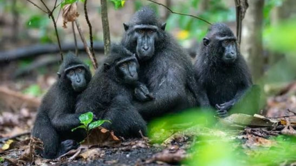 How To Visit Tangkoko National Park In Sulawesi